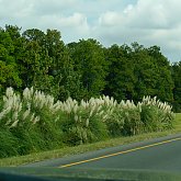 Louisiana Highway